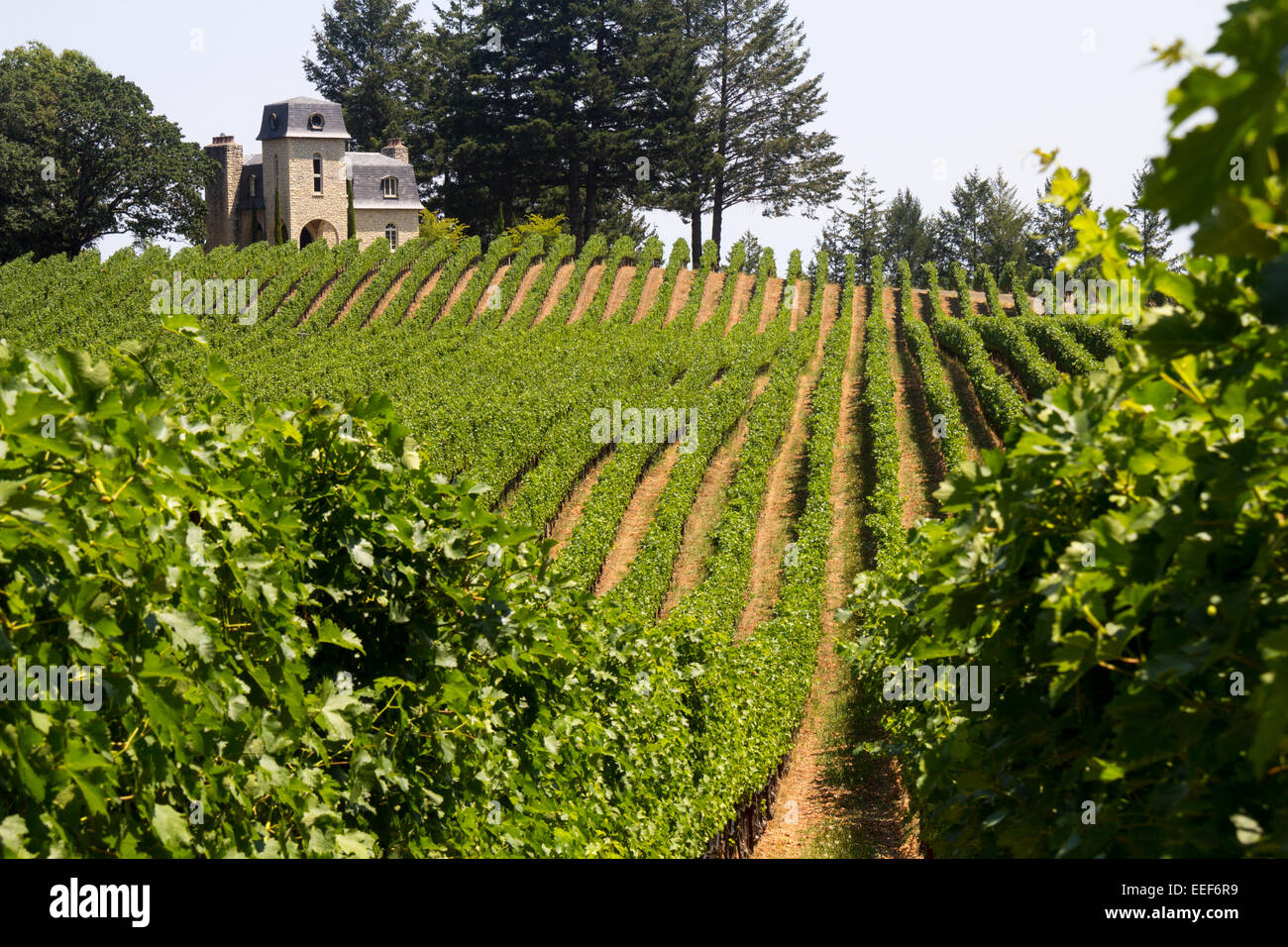 Residence situato in Terra cantina di San Valentino, Napa Valley, California, Stati Uniti d'America Foto Stock