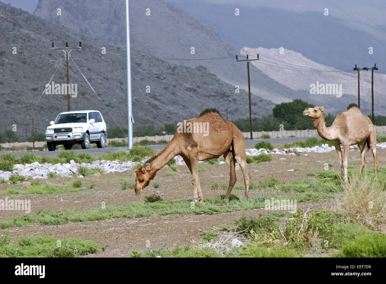 Sultanat Oman Reisen Kamel Kamele Camel Weiden Nahe Autobahn Autostrada Arabische Halbinsel Naher Osten Sultanat Tourismus Geograph Foto Stock