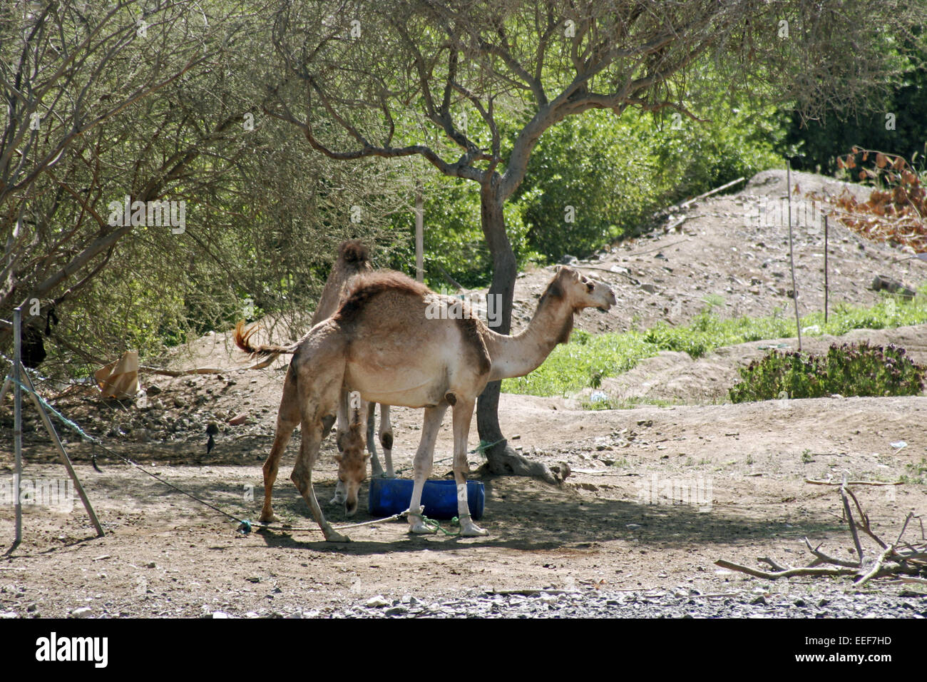Sultanat Oman Reisen Einhoeckeriges Kamel Kamele Camel Arabische Halbinsel Naher Osten Sultanat Ausflugsziel Kultur Sehenswuerdi Foto Stock