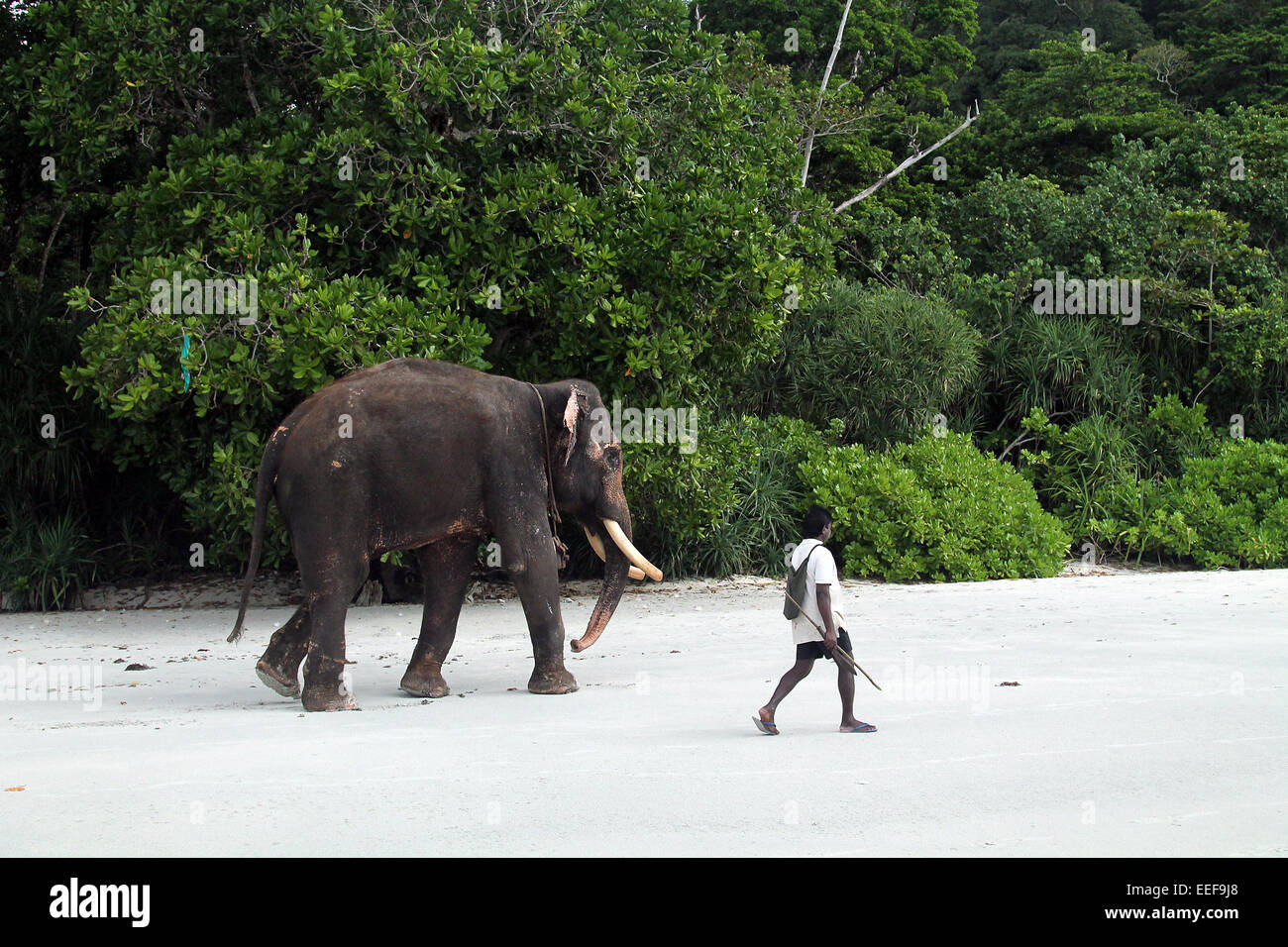 Rajan, di tutto il mondo lo scorso oceano elefante di nuoto con la sua umana keeper Foto Stock