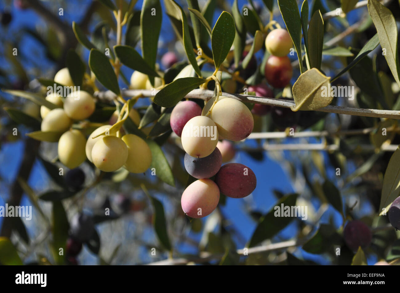 Olive sull'albero Foto Stock