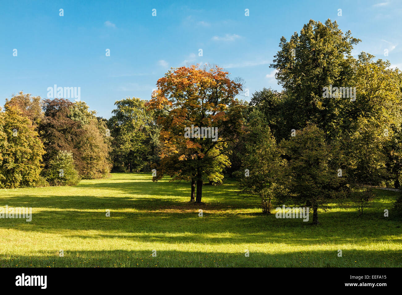 Alberi in un parco a Dresda (Germania) Foto Stock