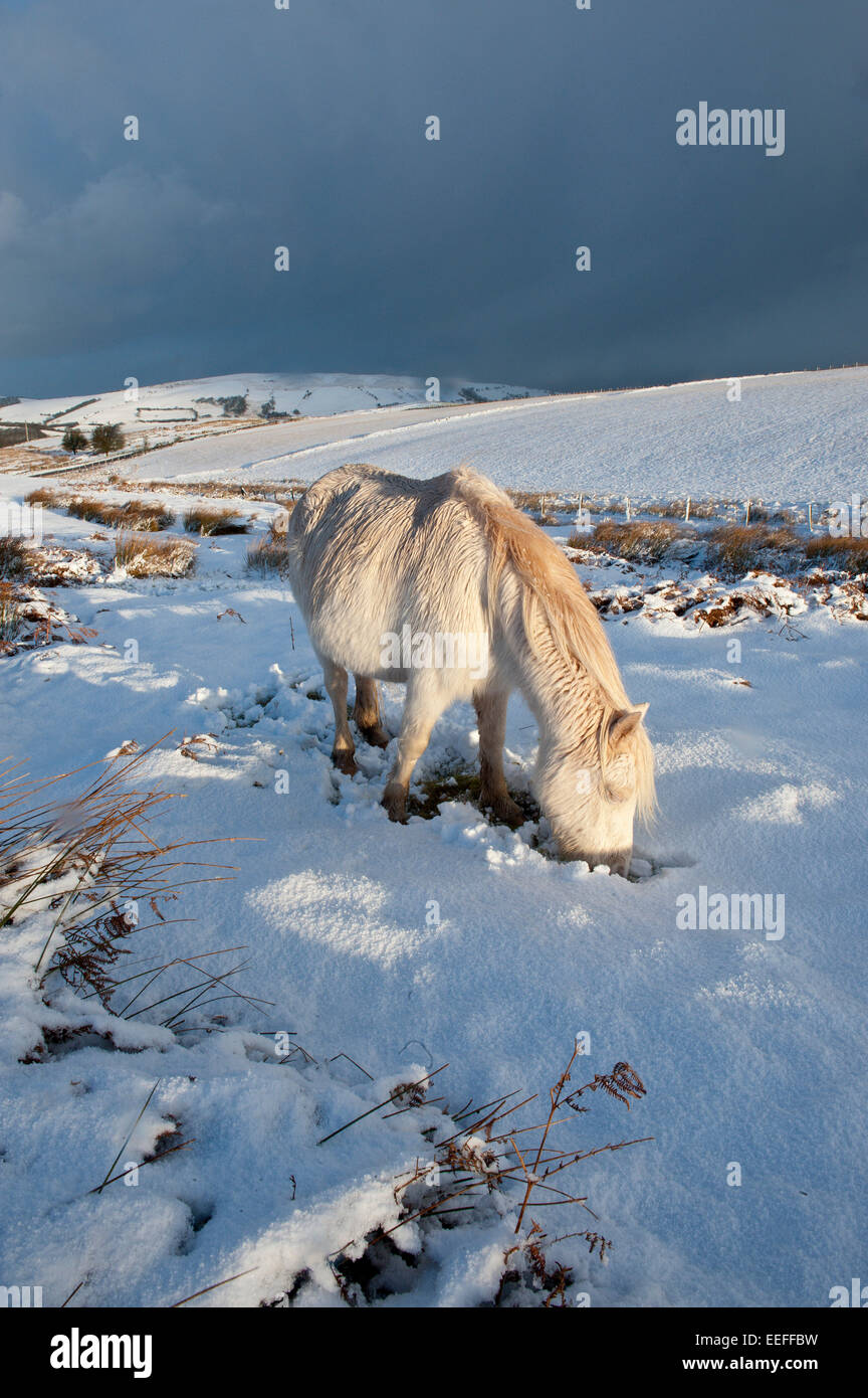 Mynydd Epynt, Powys, Regno Unito. Il 17 gennaio, 2015. Una crema colorata Pony Welsh foraggi per erba sotto la neve. Vi era una notte nevicata sulla terra alta nel Mid-Wales. Credito: Graham M. Lawrence/Alamy Live News. Foto Stock