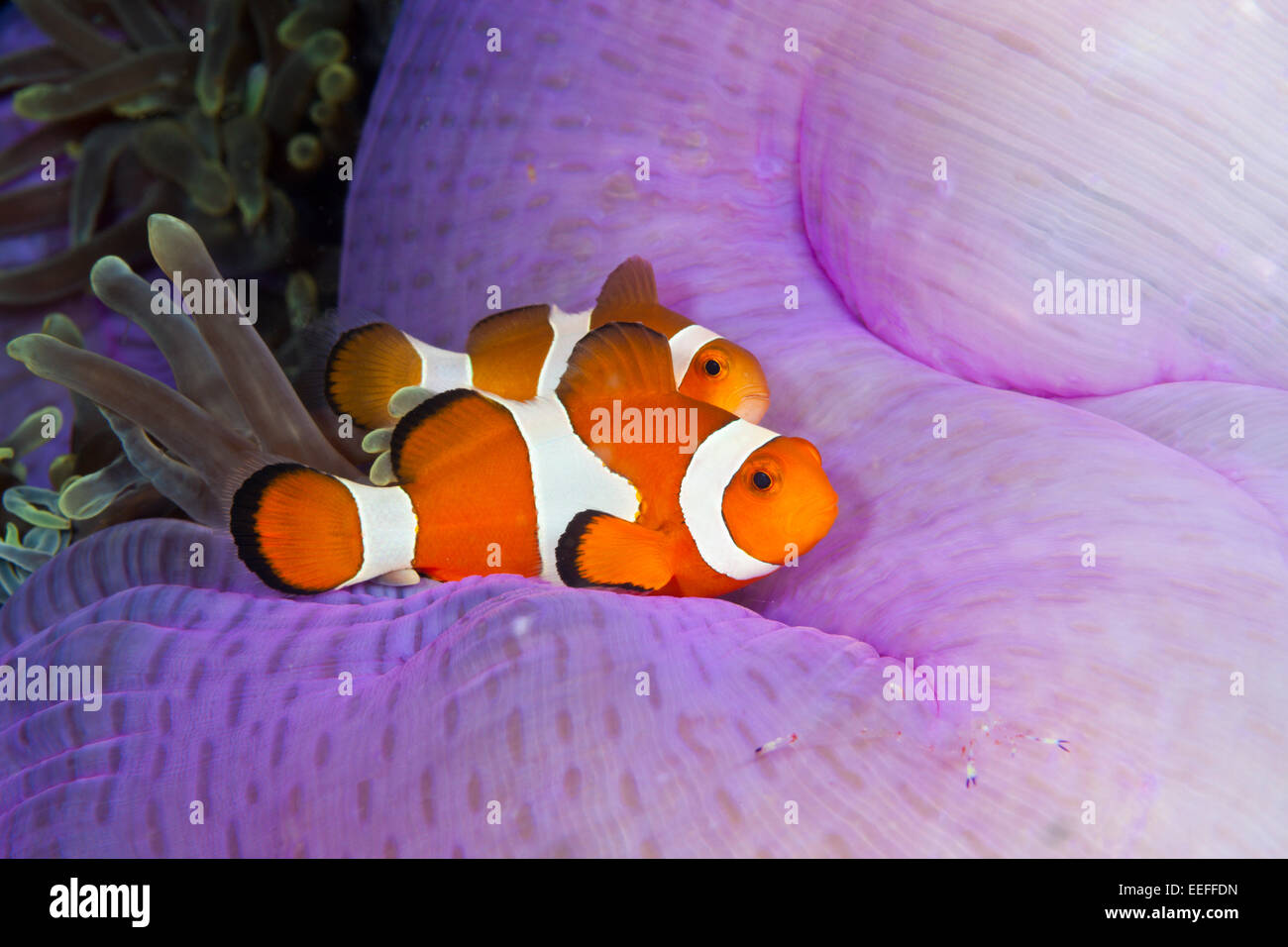 Clown Anemonefish, Amphiprion ocellaris, Triton Bay, Papua occidentale, in Indonesia Foto Stock