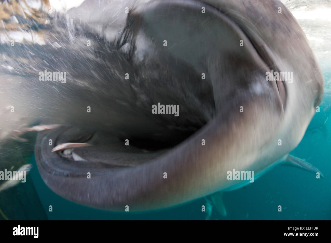 Alimentazione di squalo balena, Rhincodon typus, Triton Bay, Papua occidentale, in Indonesia Foto Stock