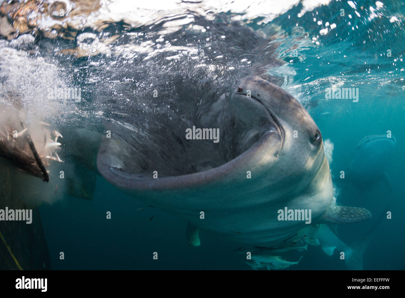 Alimentazione di squalo balena, Rhincodon typus, Triton Bay, Papua occidentale, in Indonesia Foto Stock