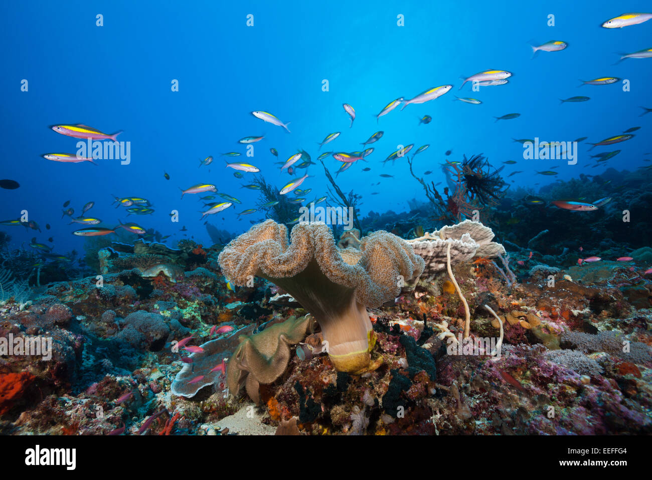 Fungo Soft Coral Reef in, Sarcophyton sp., Tanimbar, ISOLE MOLUCCHE, INDONESIA Foto Stock