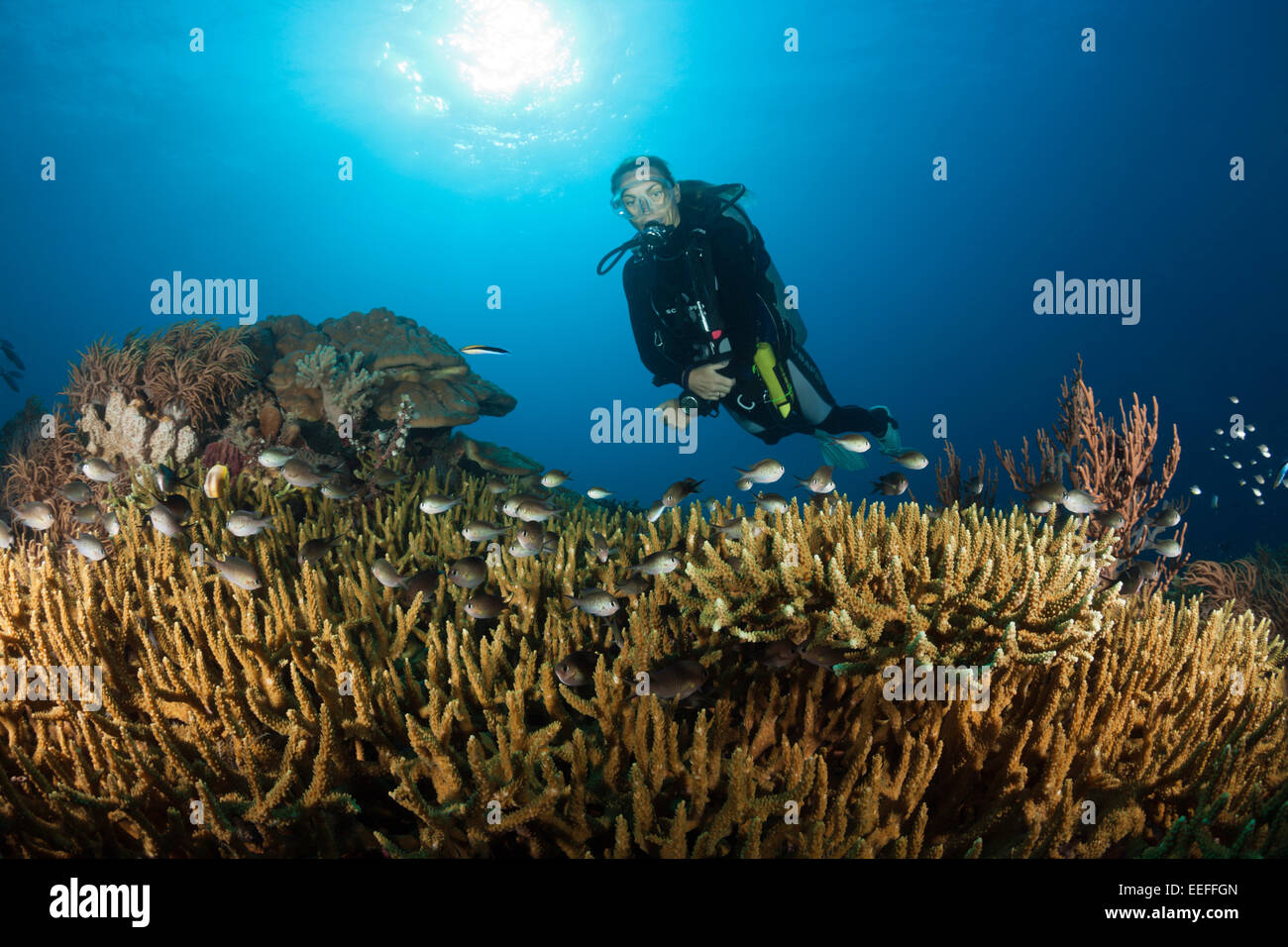 Scuba Diver sulla barriera corallina, Tanimbar, ISOLE MOLUCCHE, INDONESIA Foto Stock