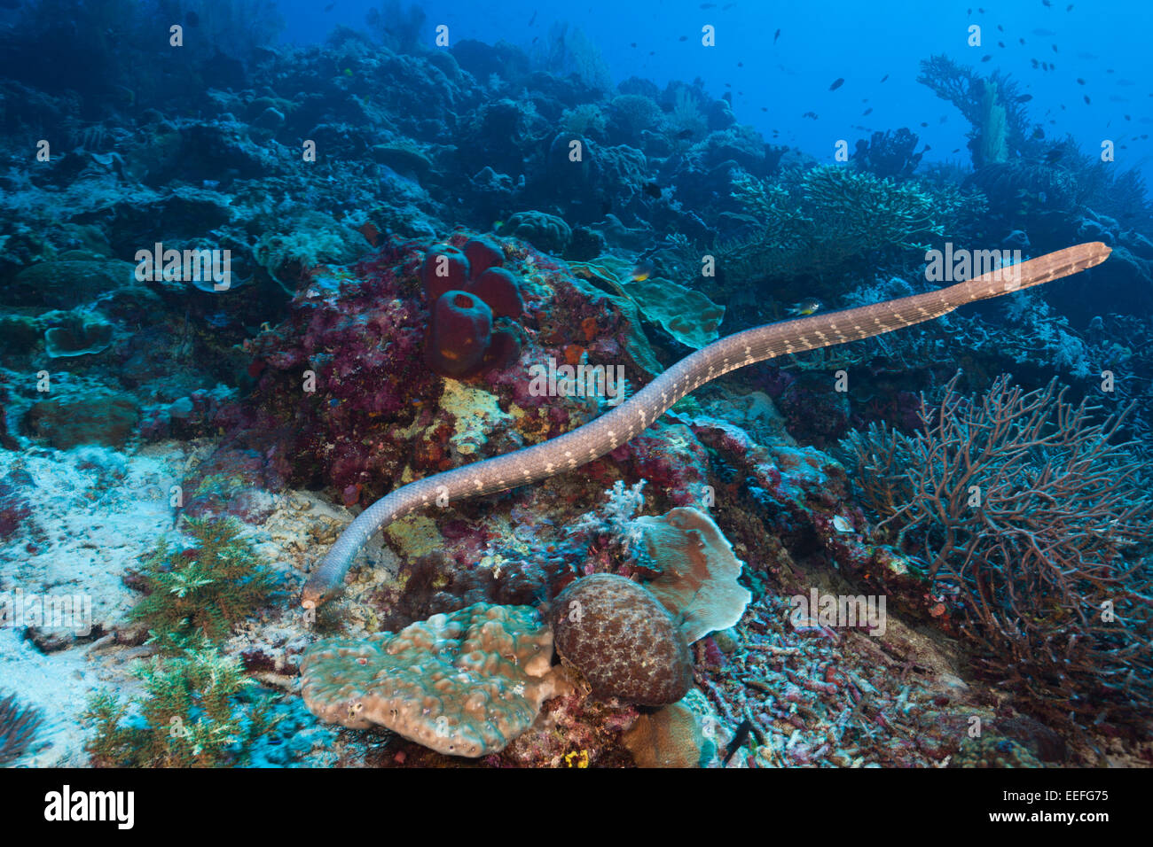 Mare cinese serpente Laticauda semifasciata, Kai, ISOLE MOLUCCHE, INDONESIA Foto Stock