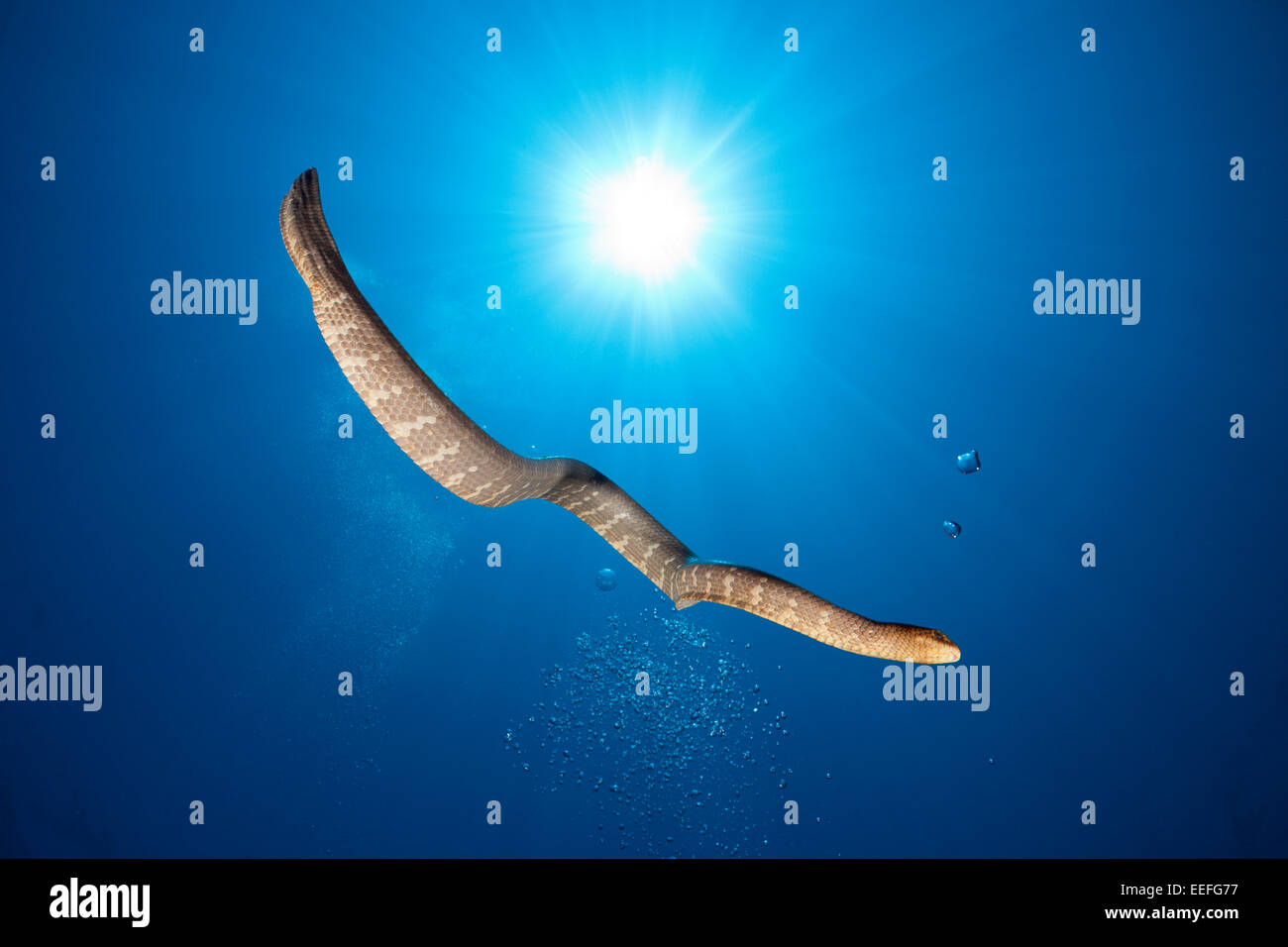 Mare cinese serpente Laticauda semifasciata, Kai, ISOLE MOLUCCHE, INDONESIA Foto Stock