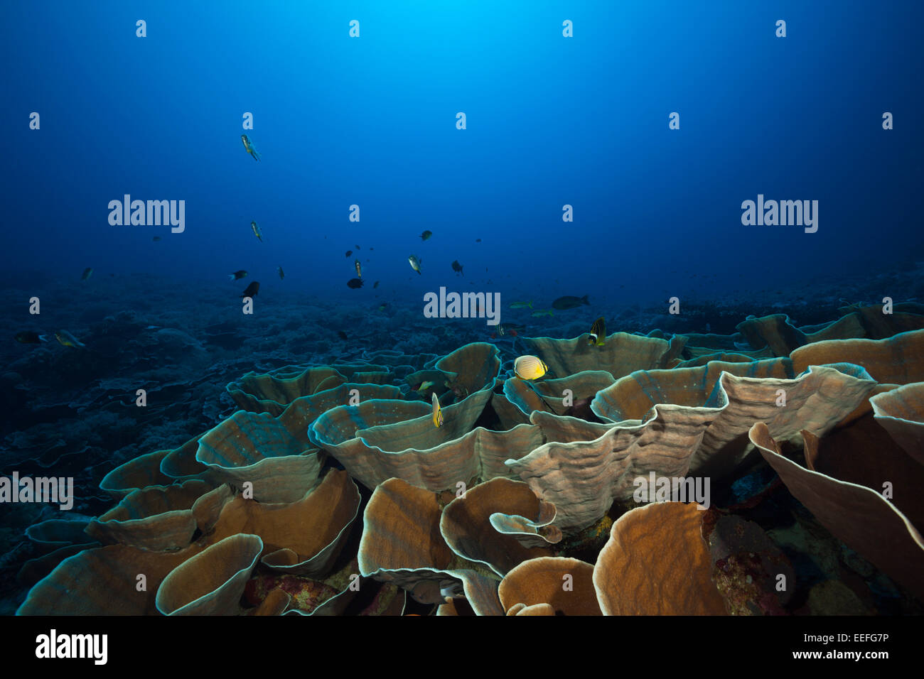 Coral reef di corallo di lattuga, Turbinaria mesenterina, Kai, ISOLE MOLUCCHE, INDONESIA Foto Stock