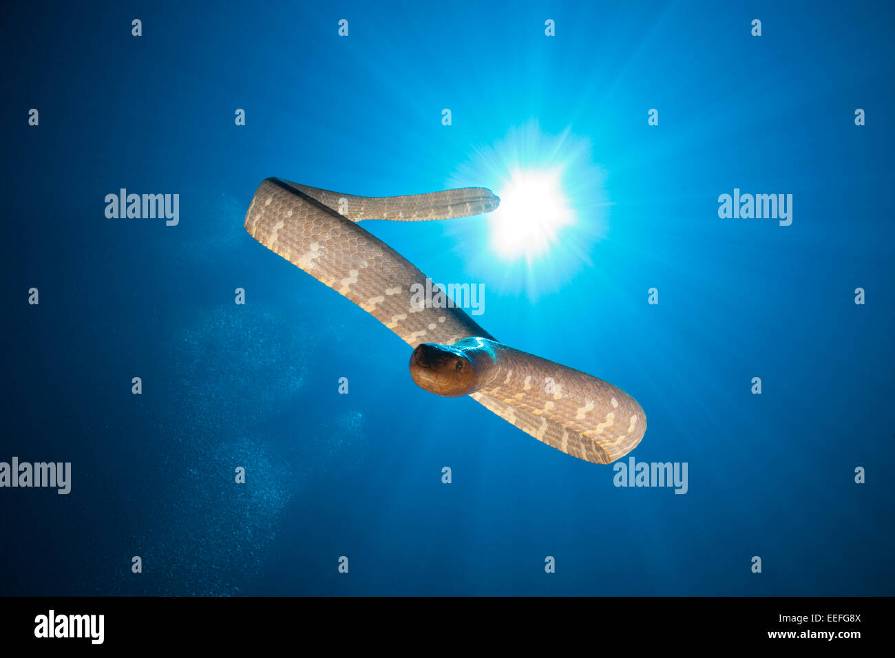 Mare cinese serpente Laticauda semifasciata, Kai, ISOLE MOLUCCHE, INDONESIA Foto Stock