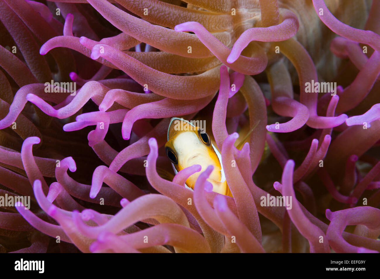 Clarks Anemonefish, Amphiprion clarkii, AMBON, ISOLE MOLUCCHE, INDONESIA Foto Stock
