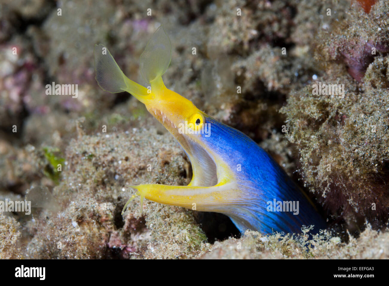 Nastro Anguilla, Rhinomuraena quaesita, AMBON, ISOLE MOLUCCHE, INDONESIA Foto Stock