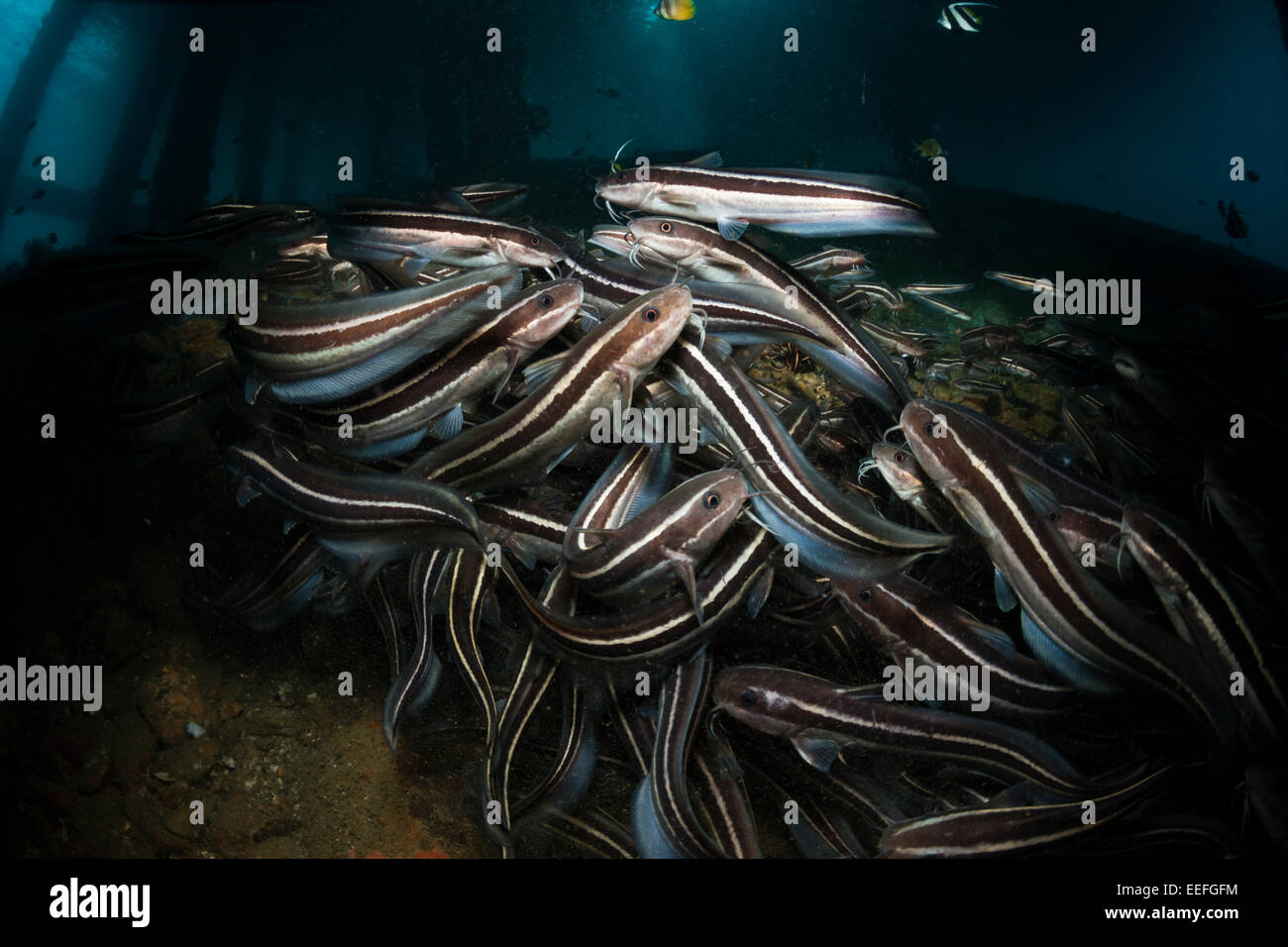 Anguilla striato Pesce Gatto sotto un pontile, Plotosus lineatus, AMBON, ISOLE MOLUCCHE, INDONESIA Foto Stock