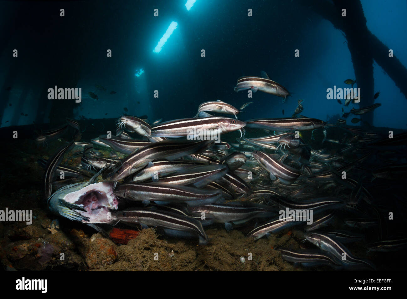 Anguilla striato Pesce Gatto sotto un pontile, Plotosus lineatus, AMBON, ISOLE MOLUCCHE, INDONESIA Foto Stock