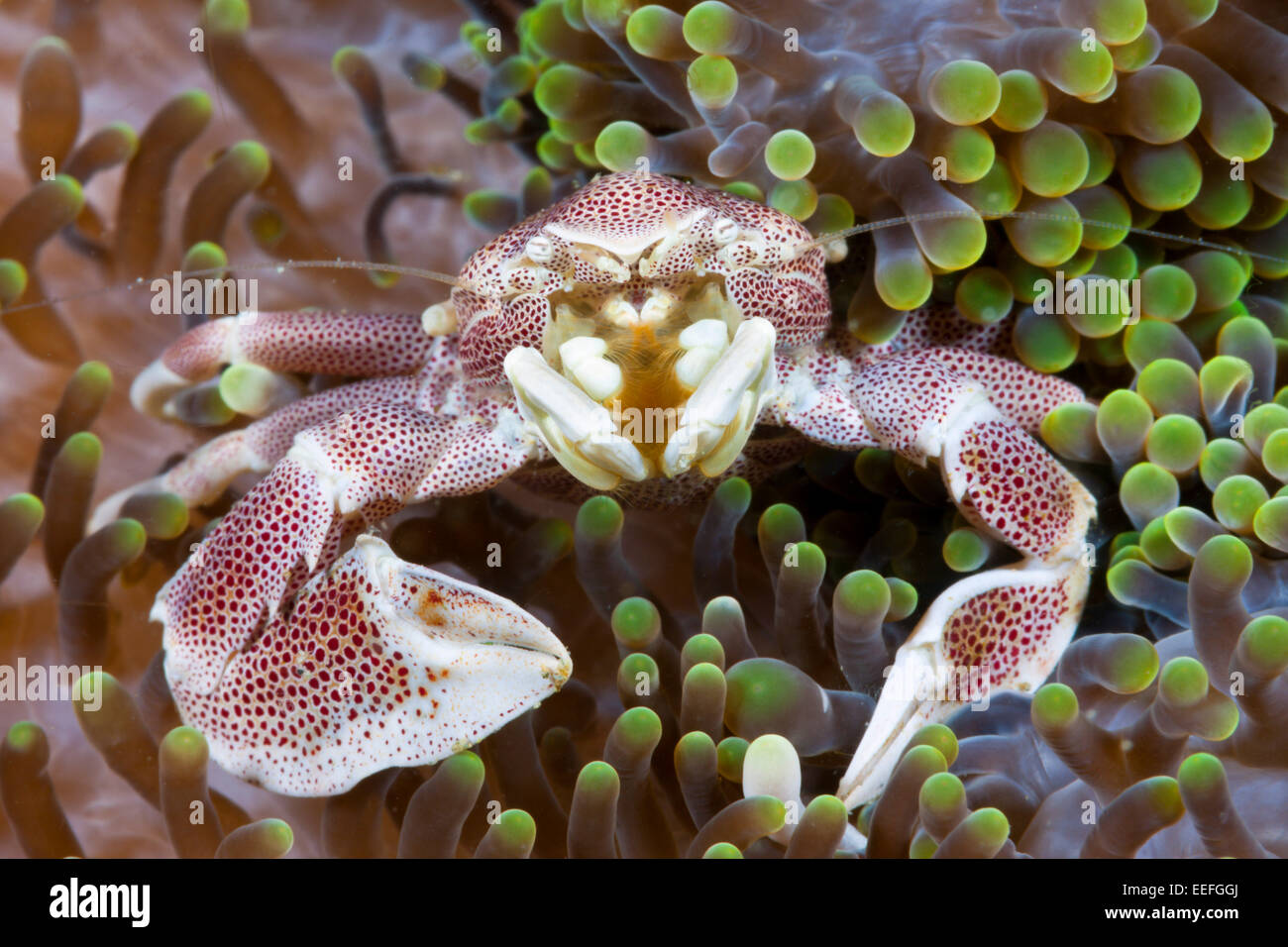 Il Granchio porcellana associato con anemone marittimo, Neopetrolisthes maculatus, AMBON, ISOLE MOLUCCHE, INDONESIA Foto Stock