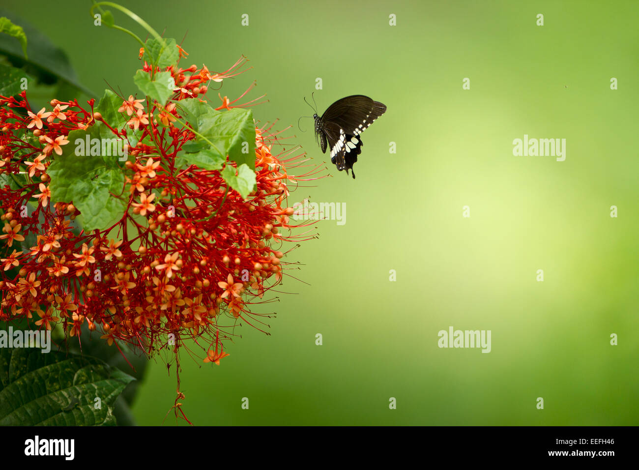 Il Mormon comune sui fiori Foto Stock