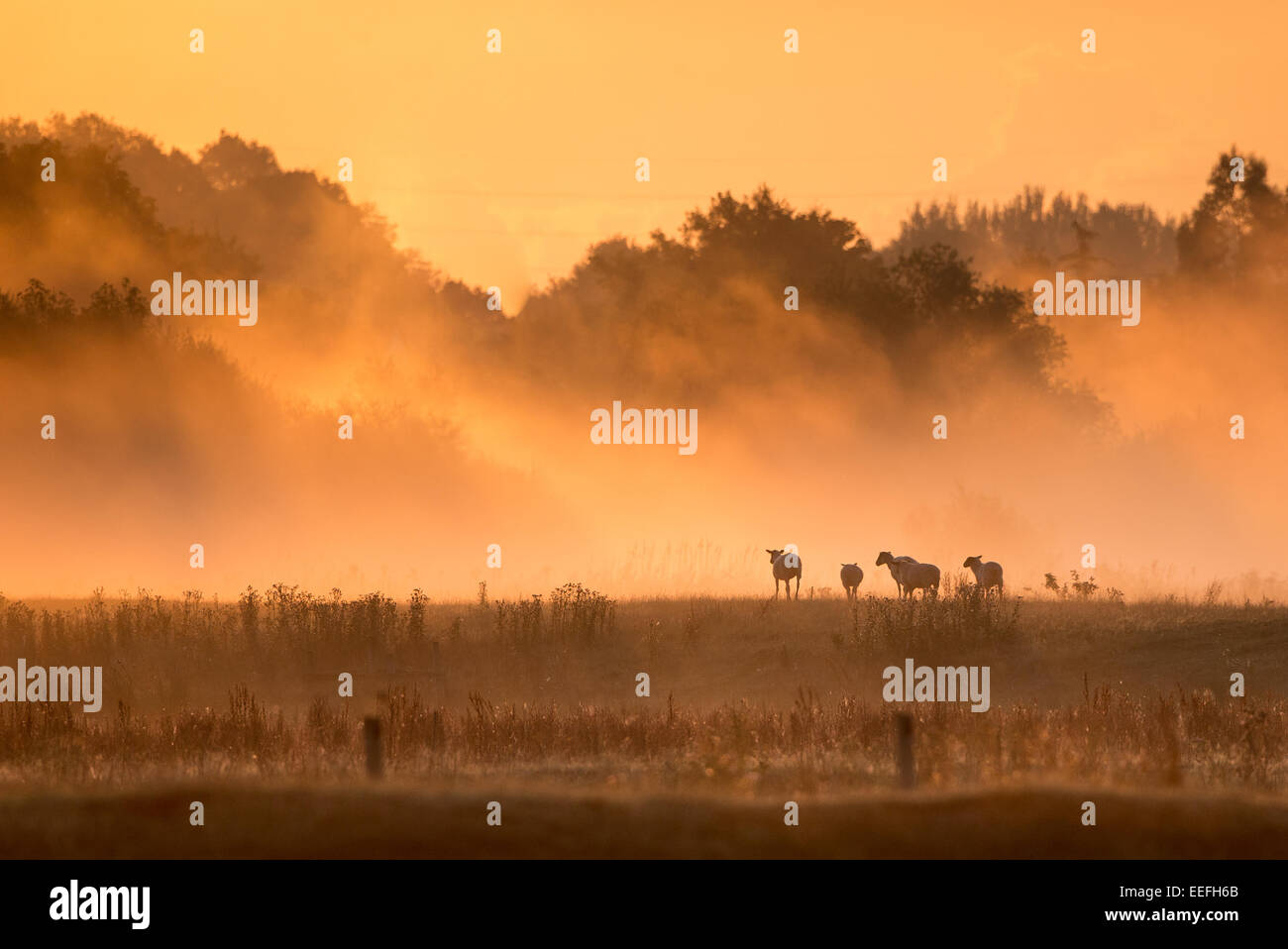 Misty dawn sul fiume Stour Foto Stock