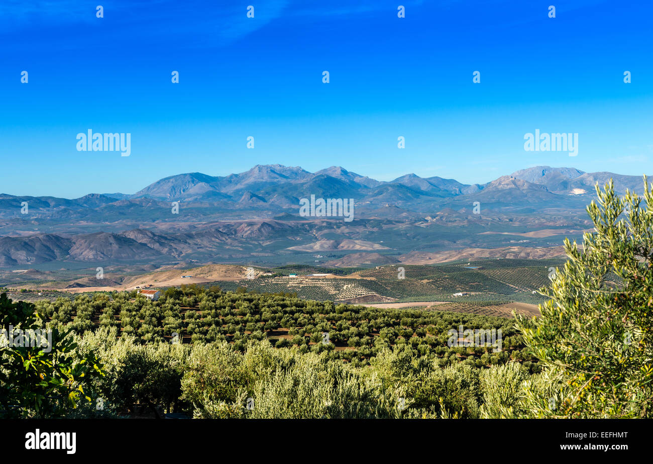 Vista su alberi di ulivo vicino a Cazorla Jean Provincia Andalusia Spagna Foto Stock
