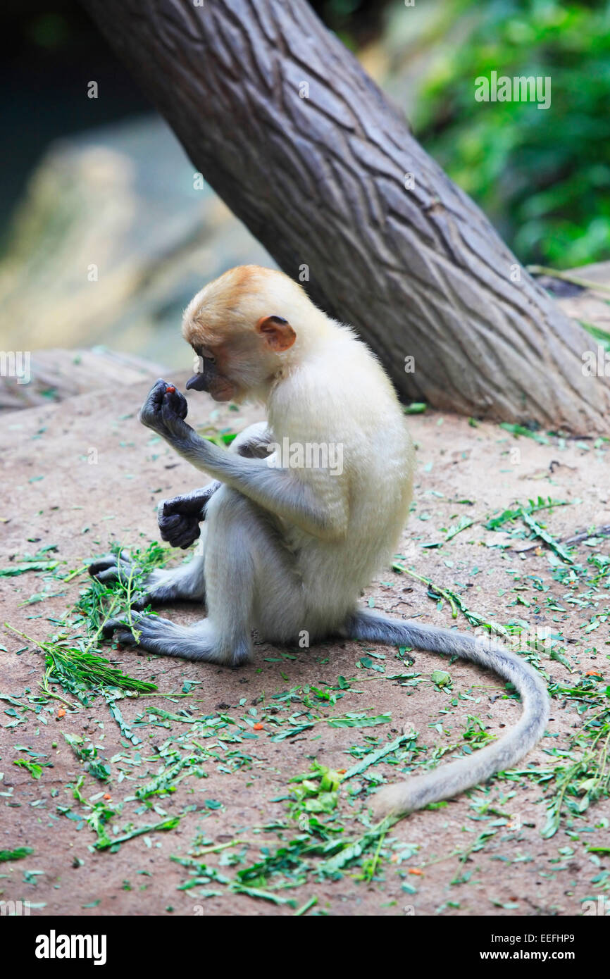 Proboscide scimmie, Nasalis larvatus, o a becco lungo le scimmie, i mondi più minacciate di estinzione primati sono endemiche di mangrovie per Foto Stock
