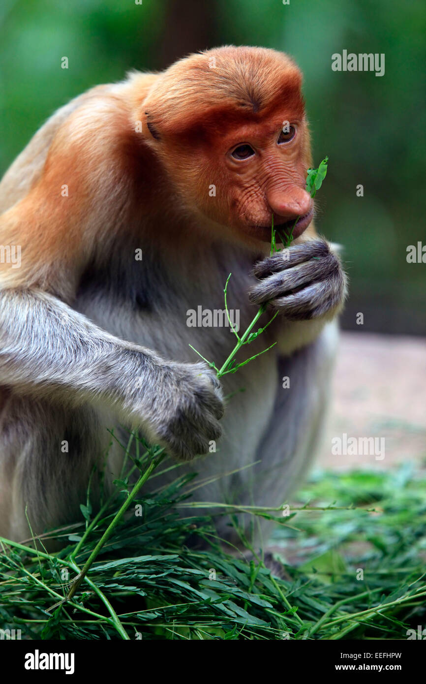 Proboscide scimmie, Nasalis larvatus, o a becco lungo le scimmie, i mondi più minacciate di estinzione primati sono endemiche di mangrovie per Foto Stock