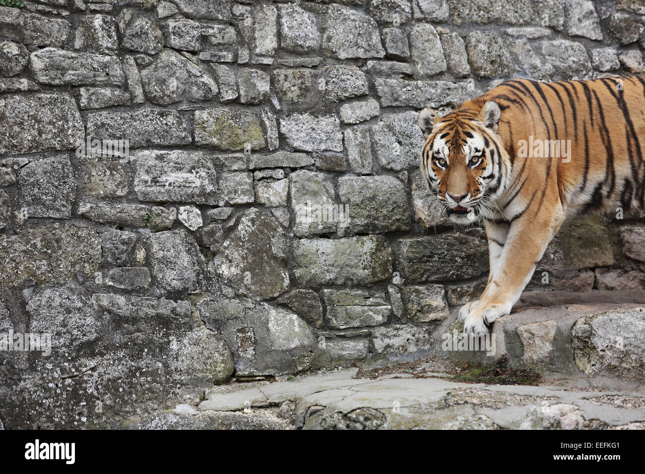 Tigre Siberiana nel suo territorio in zoo Foto Stock