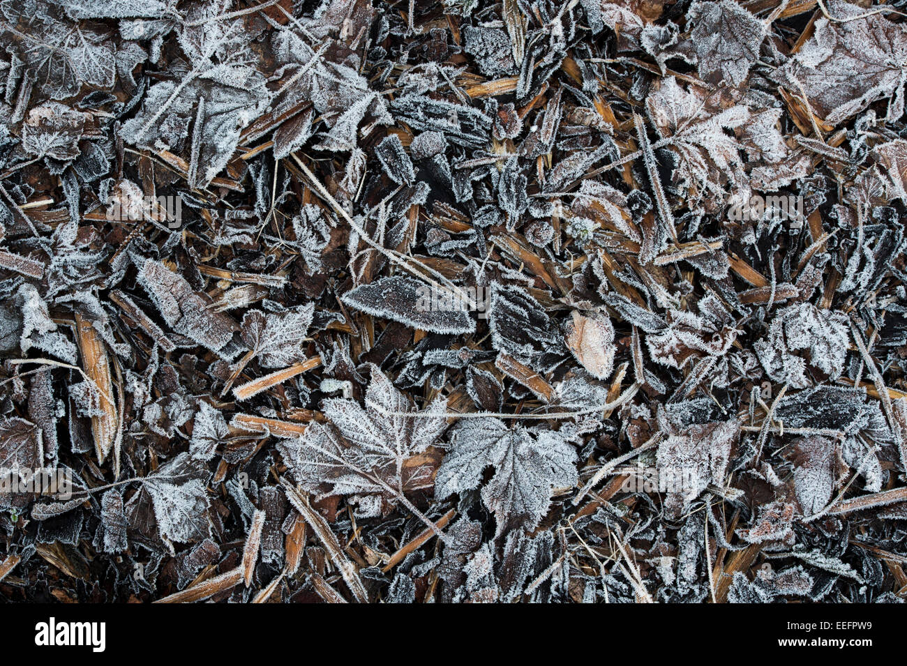 Frost ricoperto di trucioli di legno e di pacciame lascia su di un percorso di giardino d'inverno. Regno Unito Foto Stock