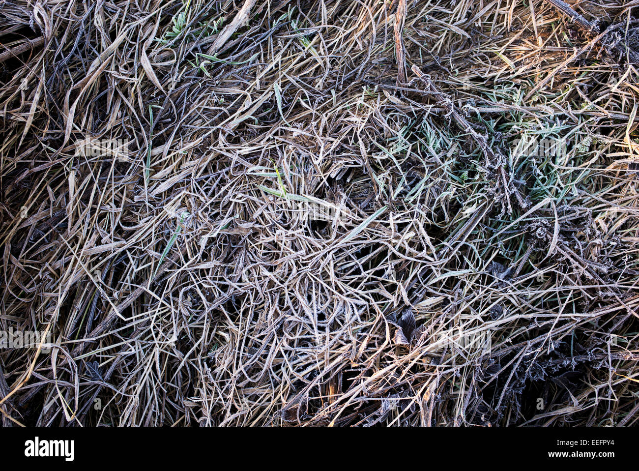 Coperto di brina gambi di erba in inverno Foto Stock