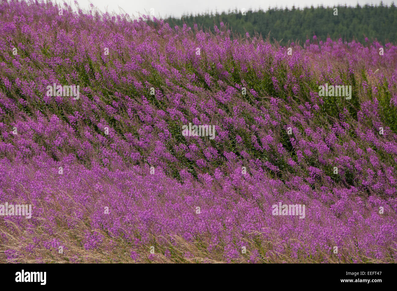 Rosebay Willowherb fioritura da Carron Valley serbatoio, Stirling, Scozia Foto Stock