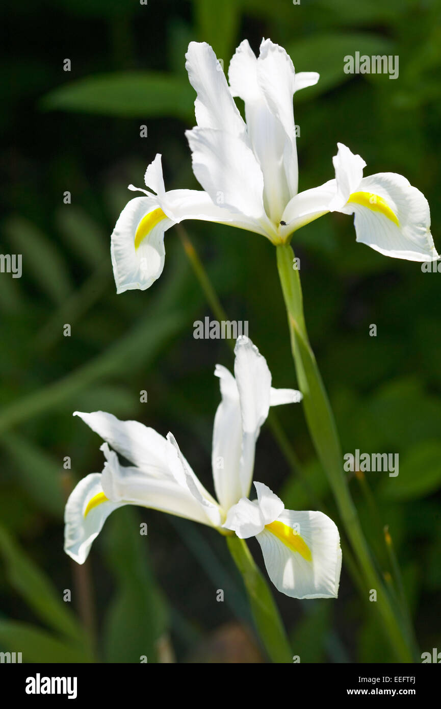Iris Aussen Blume Blumen Bluete Botanik Empfindlich Farbe Weiss Nahaufnahme Natur Pflanze Pflanzen Foto Stock