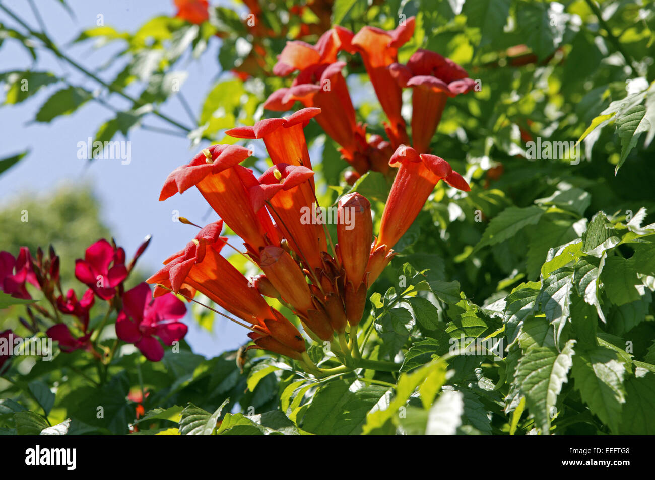 Bignomia Rot Tecoma capensis Bignonia capensis Tecomaria capensis Tecomaria petersii Trompetenwinde Aussen Blume Blumen Bluete B Foto Stock