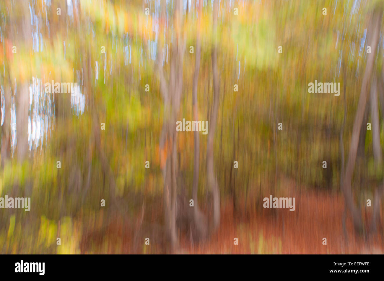 Sfondo astratto colpo di alberi forestali prodotta da intenzionale del movimento della telecamera Foto Stock