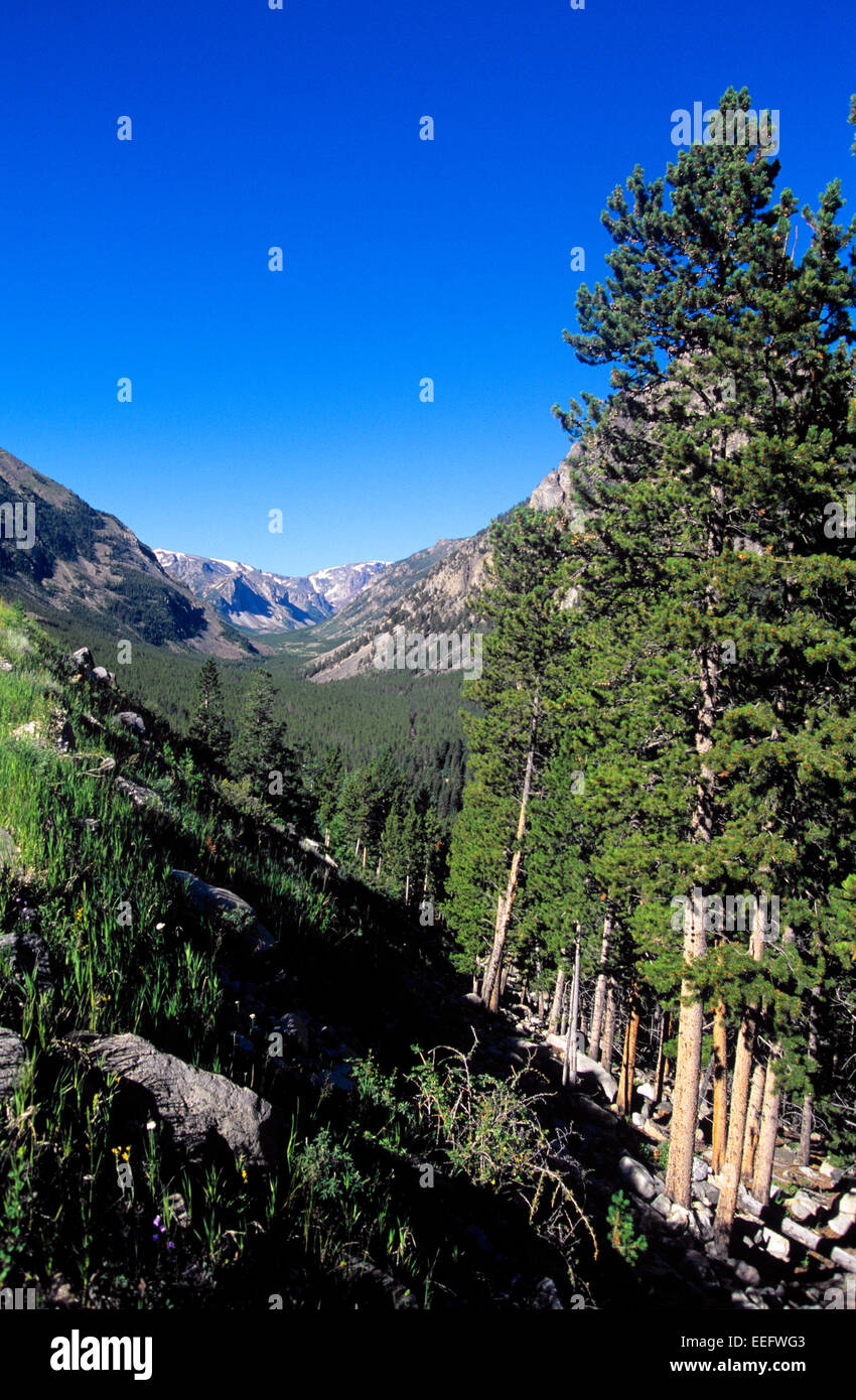 Beartooth Pass è designato come una foresta nazionale di Scenic Byway, Montana, USA Foto Stock