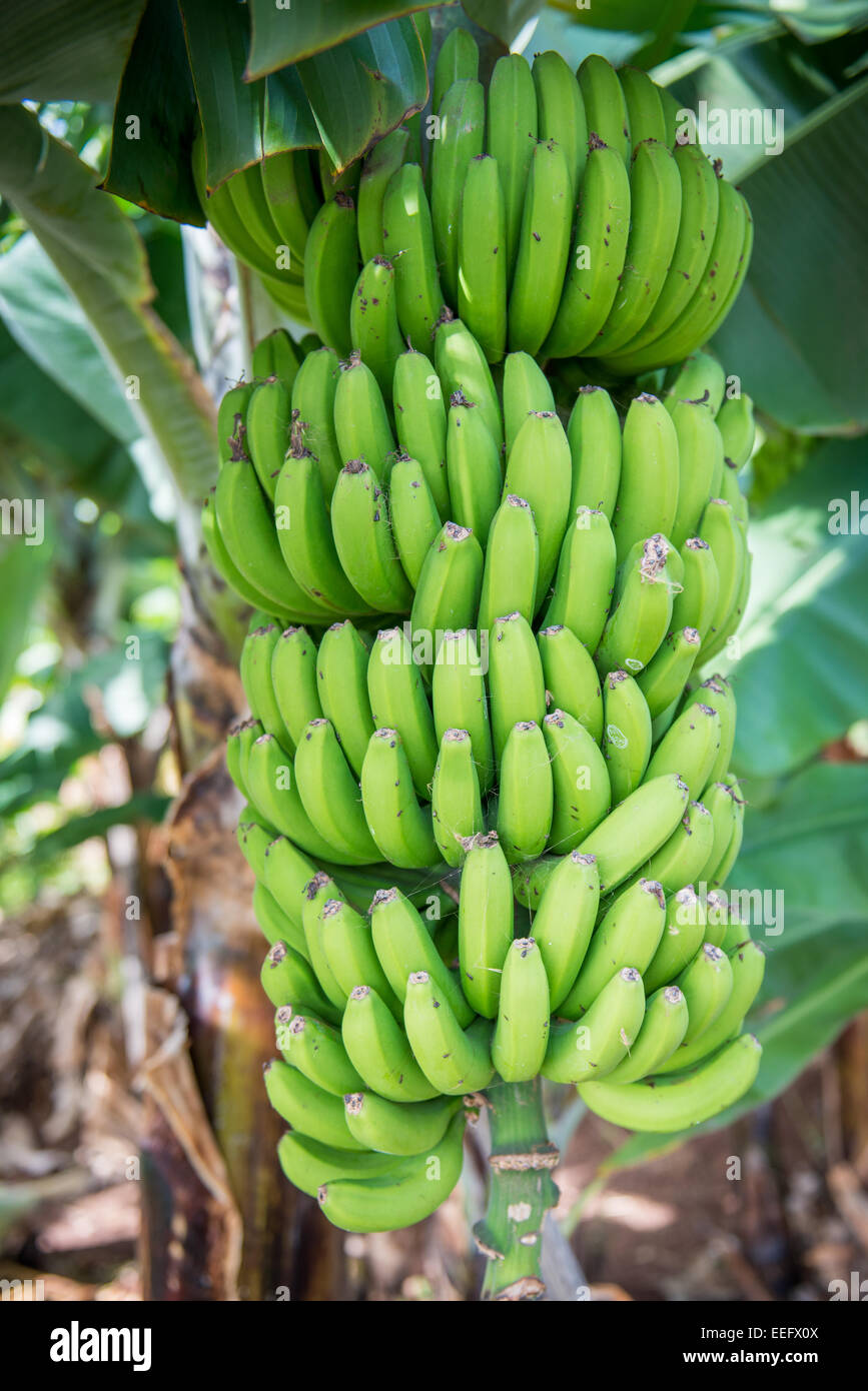 Banane Foto Stock