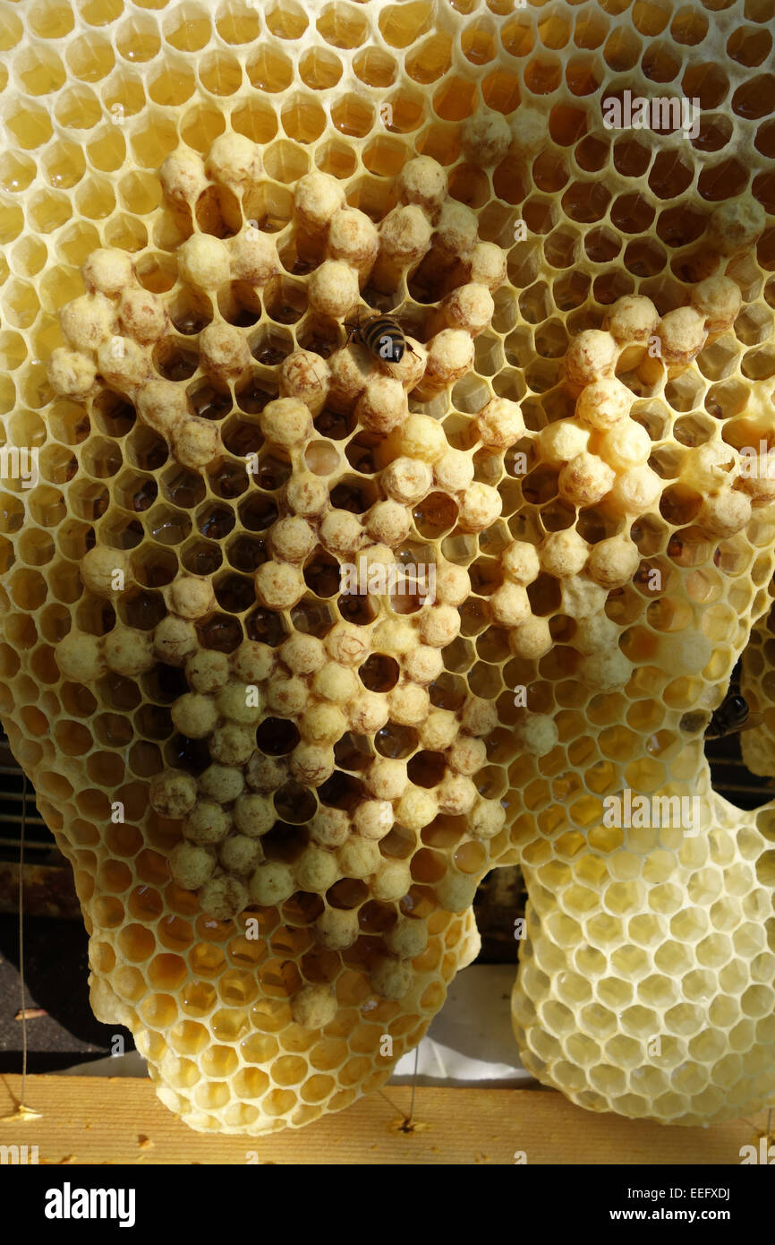 Berlino, Germania, miele api su un favo di miele con Nachschaffungszellen Foto Stock