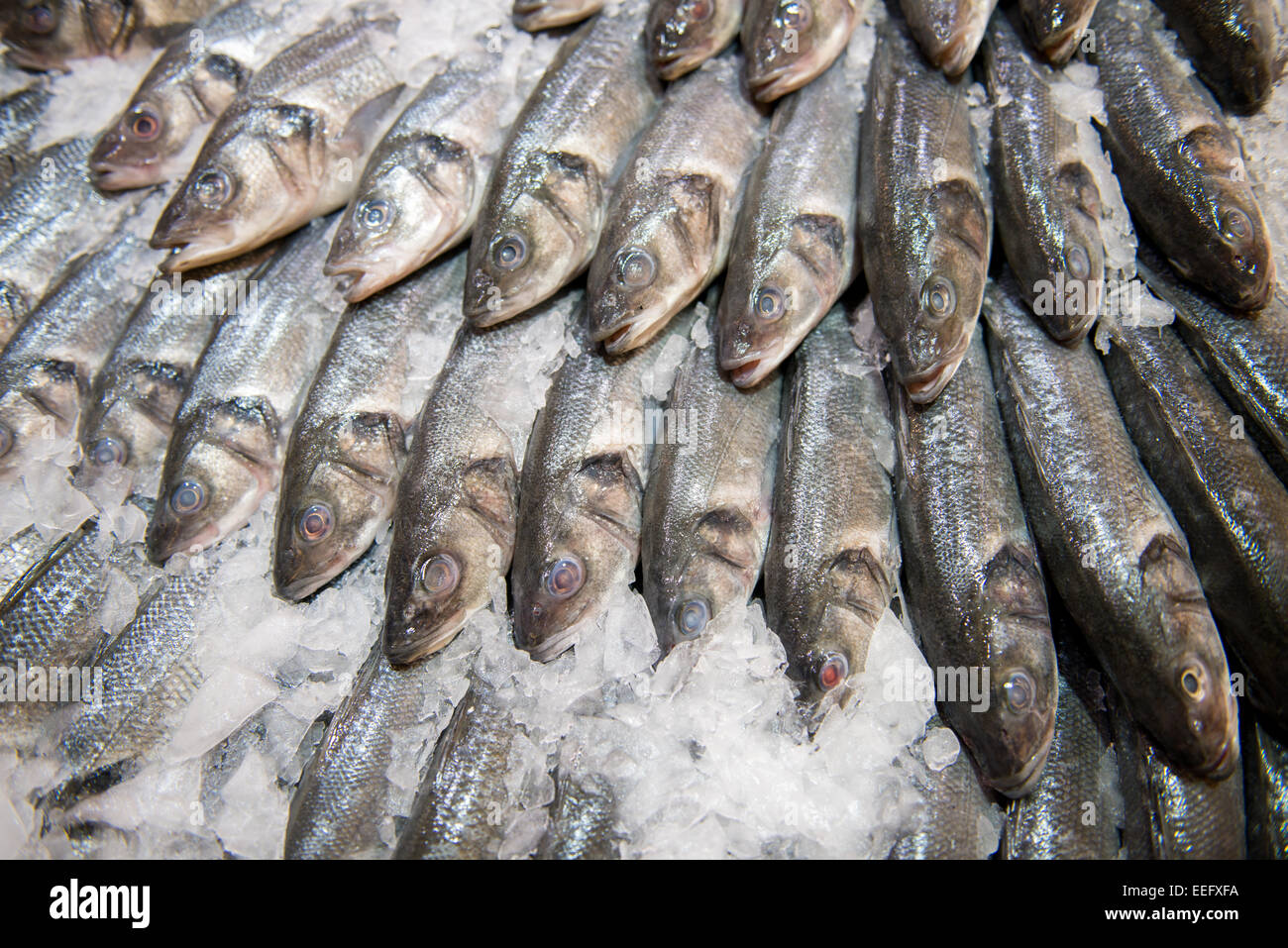 Visualizzazione dei pesci su ghiaccio Foto Stock