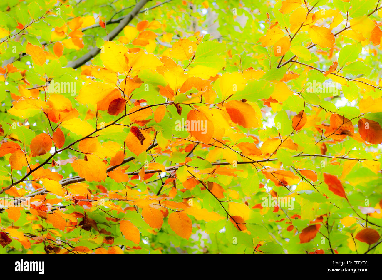 Colori brillanti di foglie di albero può essere utile come sfondi soft focus immagine Foto Stock