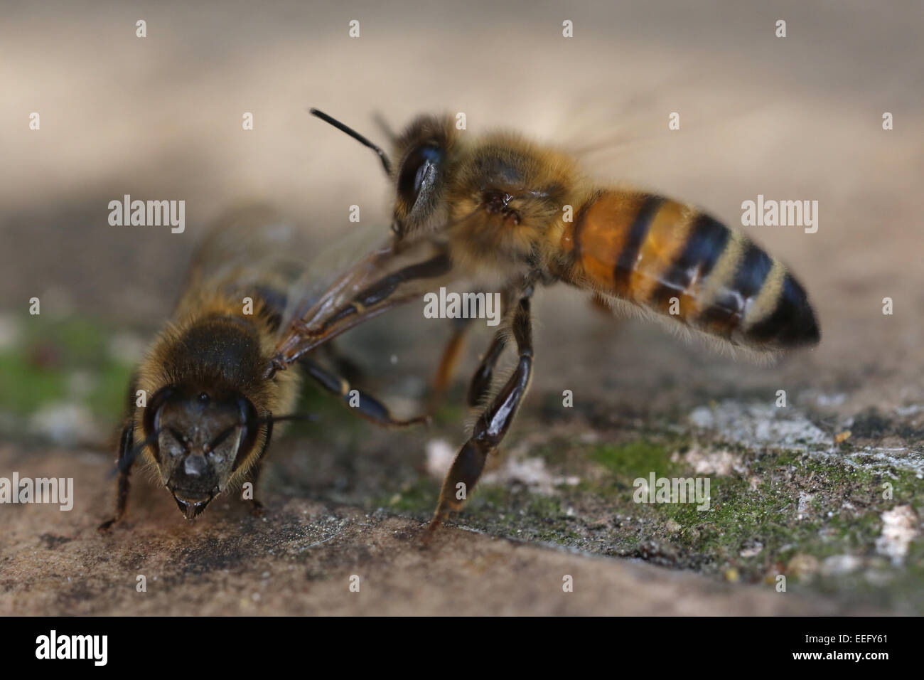 Berlino, Germania, Honey Bee tira un morto da bee hive Foto Stock