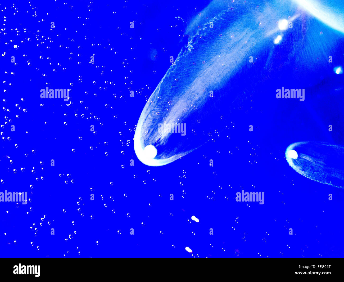 Le particelle di ghiaccio secco si muovono nel liquido creando interessanti i motivi ondulati che assomiglia a una cometa. Utile per gli sfondi e sfondi Foto Stock