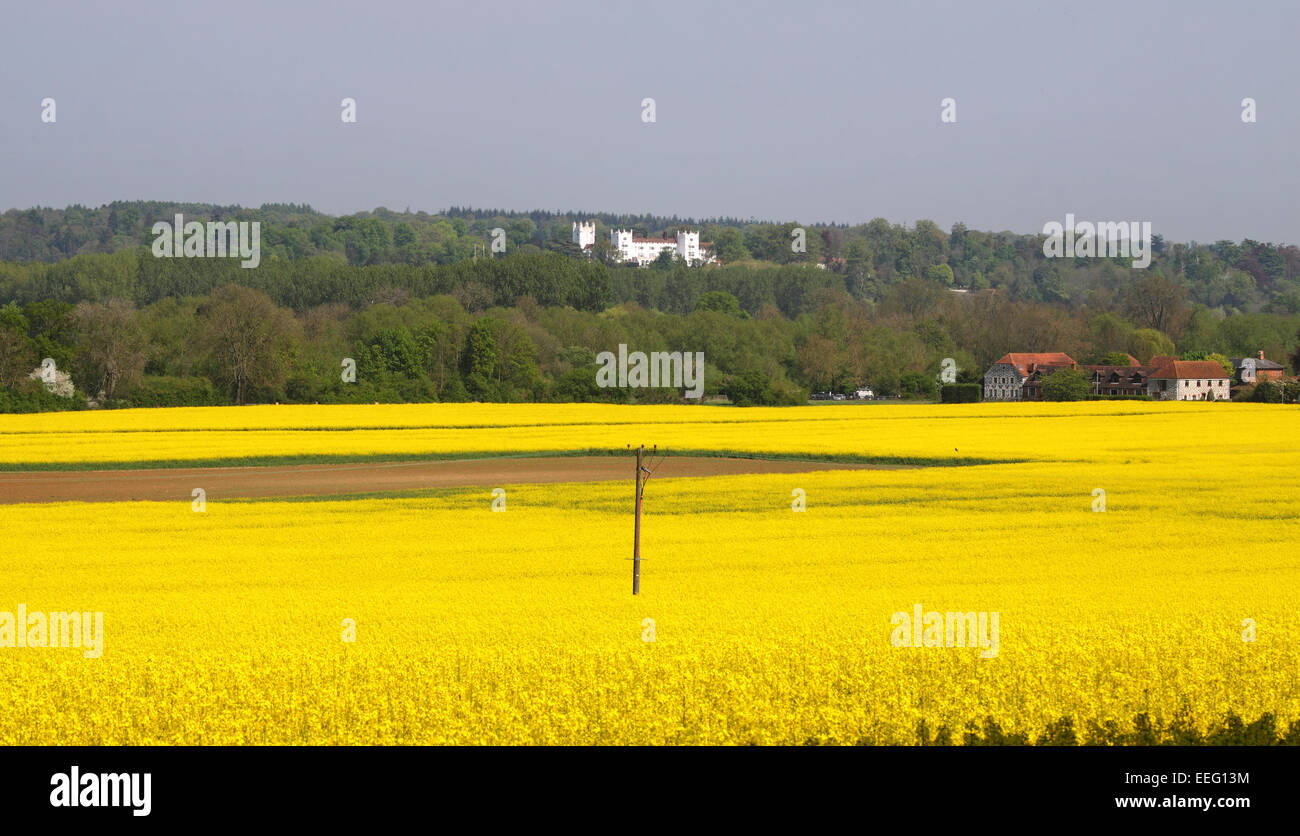 Un inglese un paesaggio rurale con un campo di colza gialli Foto Stock