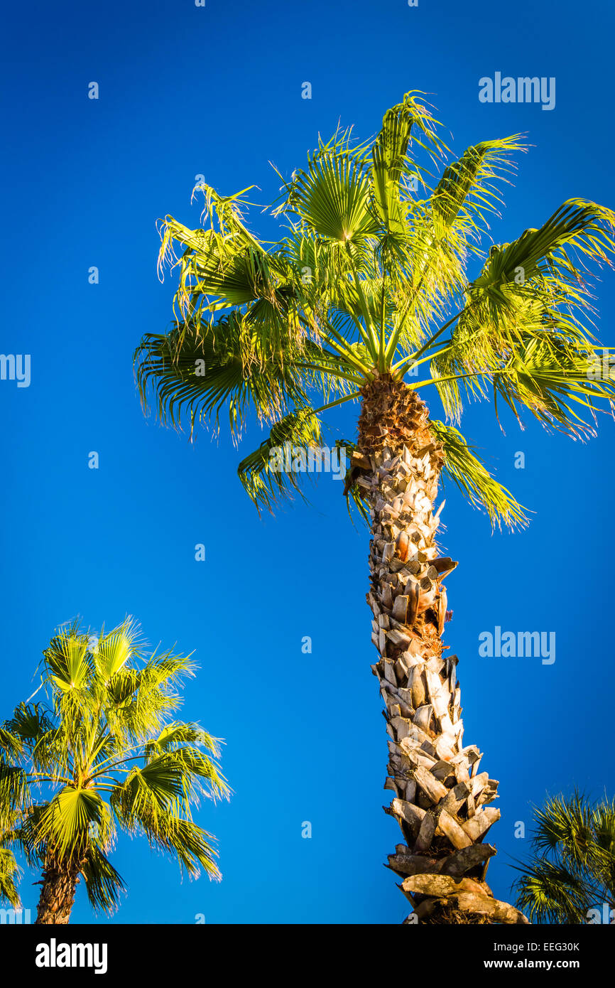 Le palme in Vilano Beach, Florida. Foto Stock