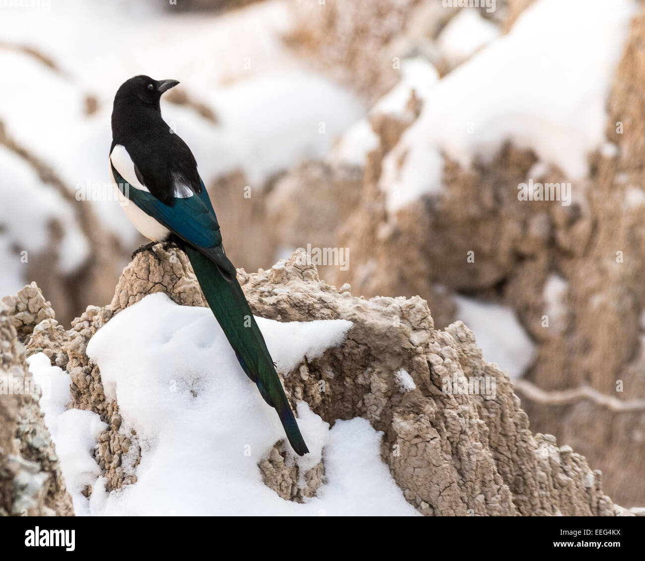 Un black-fatturati gazza nel Parco nazionale Badlands del Sud Dakota. Foto Stock