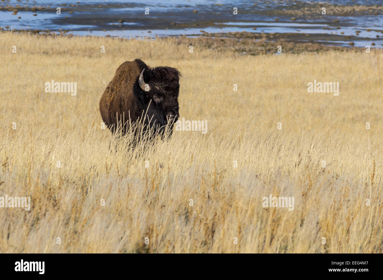 Uno di aver 500 bisonti che chiama Antelope Island nel grande lago salato home. Foto Stock Uno di aver 500 bisonti che chiama Antelope Island nel grande lago salato home. Foto Stock