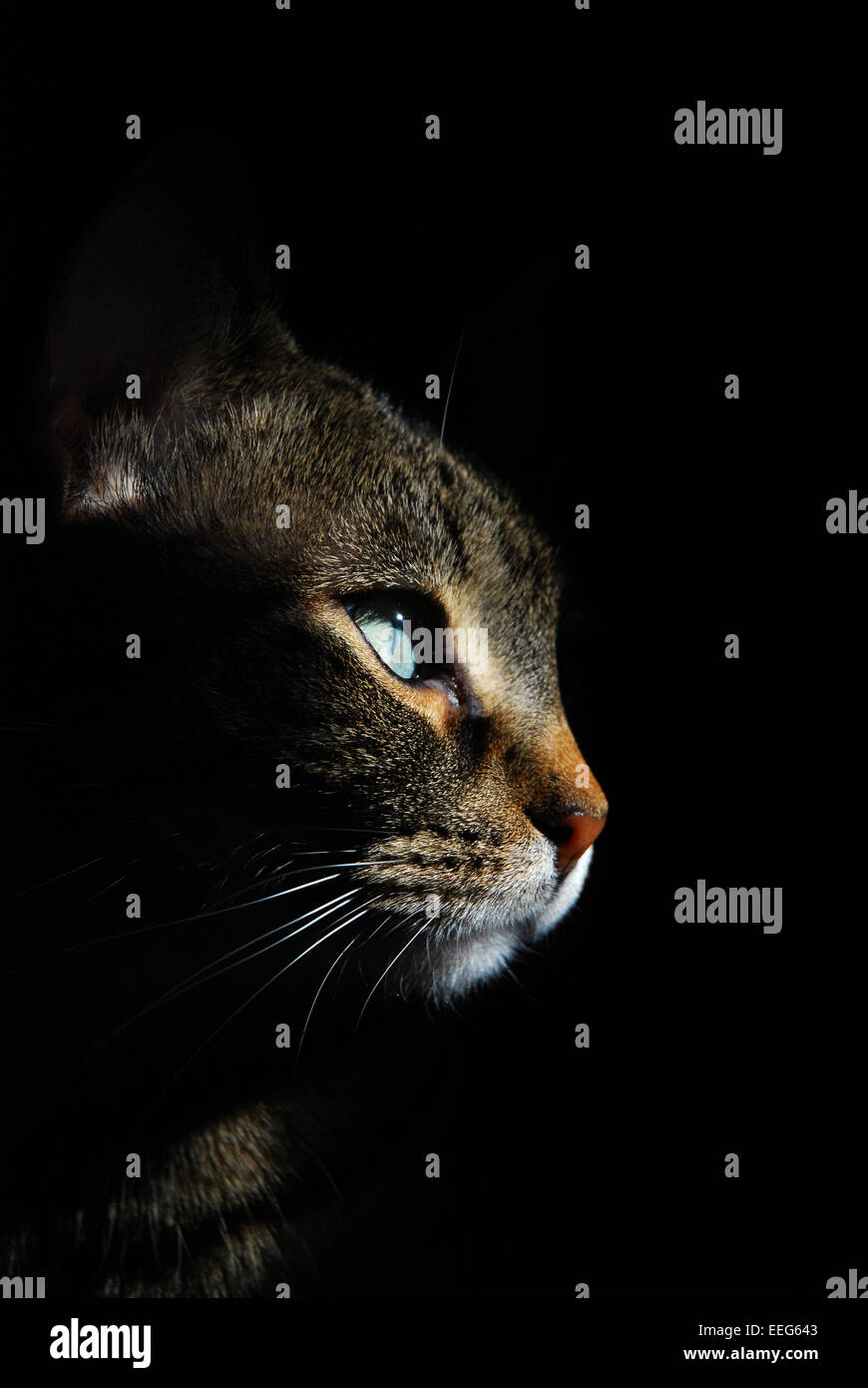 Tabby cat profilo su sfondo nero Foto Stock