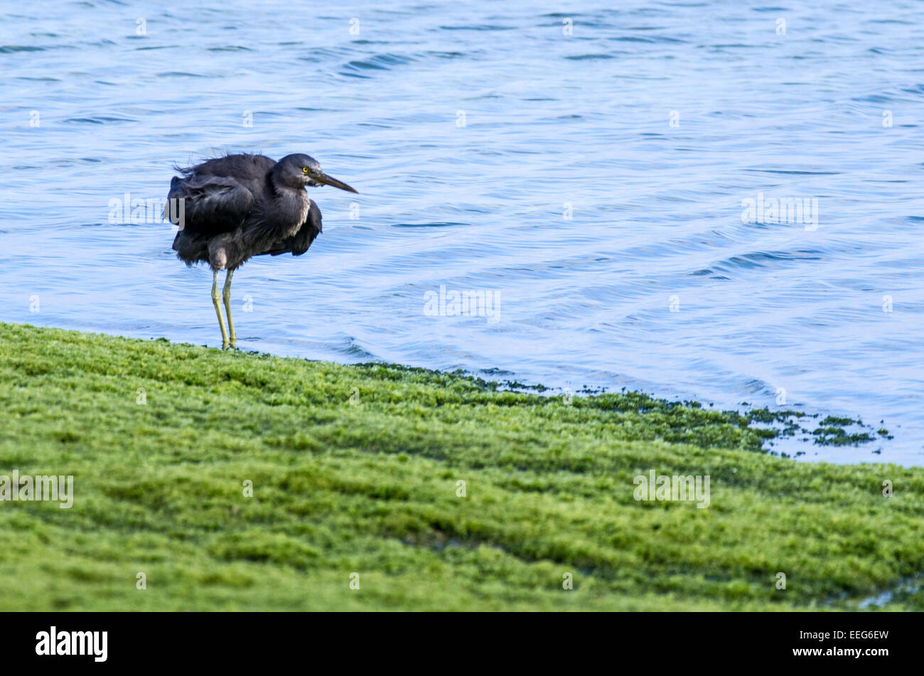 Un Pacific Reef Heron a Sunabe Beach a Okinawa, Giappone. Foto Stock