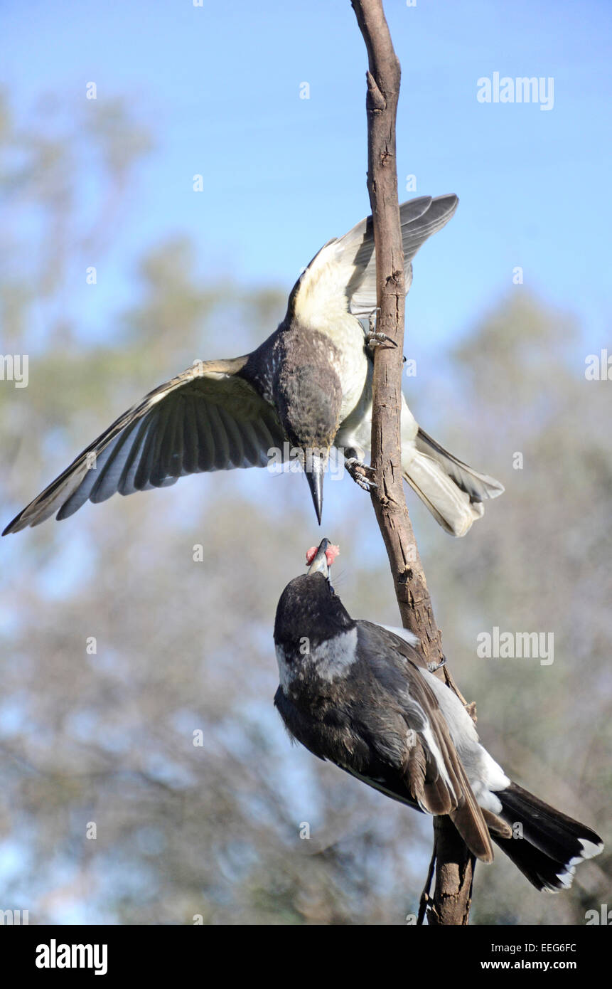 Grigio Butcherbirds.Cracticus torquatus. Alimentazione per adulti giovani. Foto Stock