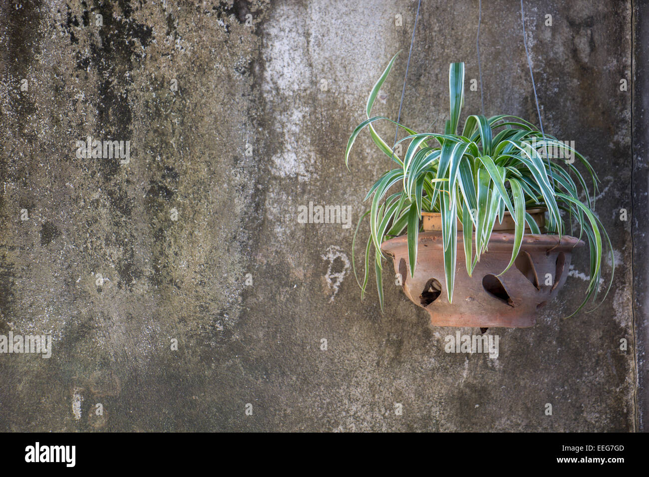 Le piante in vaso sul muro di cemento Foto Stock