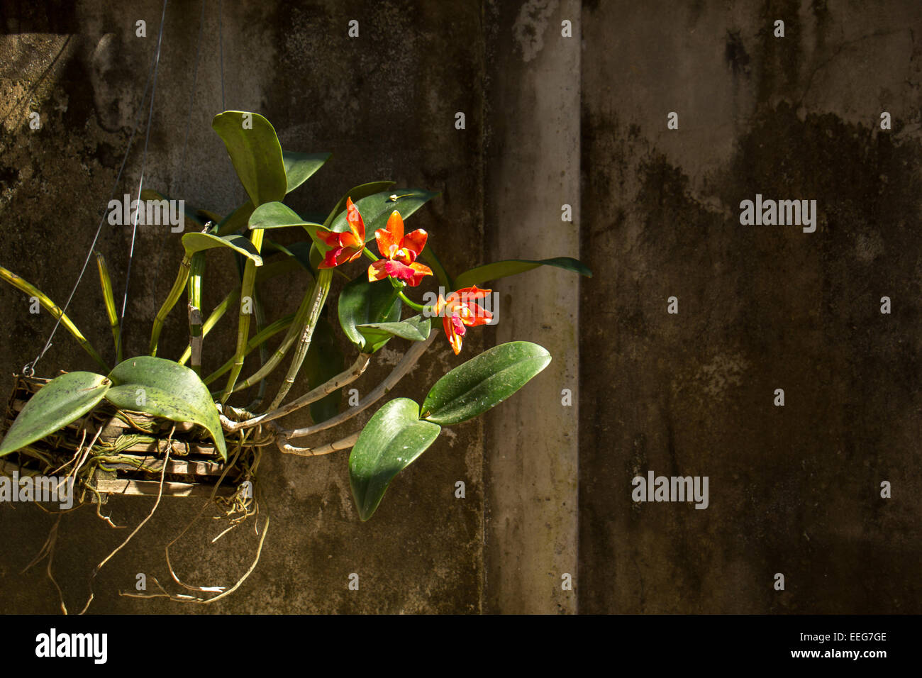 Le piante in vaso sul muro di cemento Foto Stock