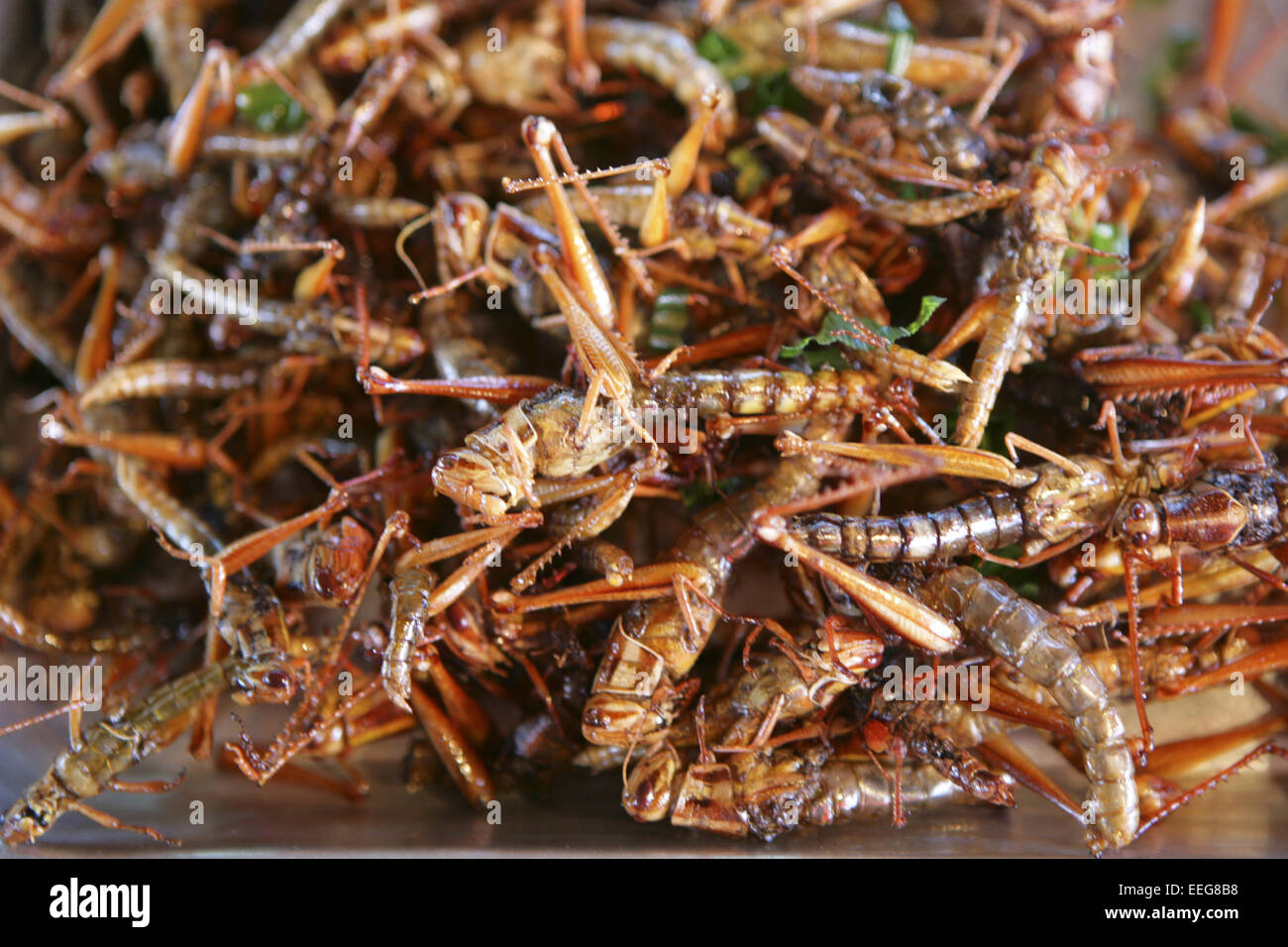 Krabi, Heuschrecken, Markt, Thailandia, Essen, cibo, frittieren, frittierte, heuschrecke, insekt, insekten, mahlzeit, mittagessen, Foto Stock